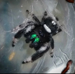 Королевский паук-скакун Самец (Phidippus regius)