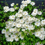 Клематис Guernsey Cream (2 группа обрезки)