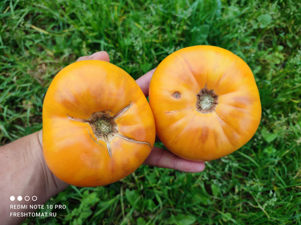 Оранжевый щербет Амишей (Amish Orange Sherbet) сорт томата