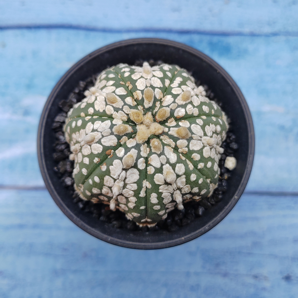Astrophytum Asterias (Астрофитум)