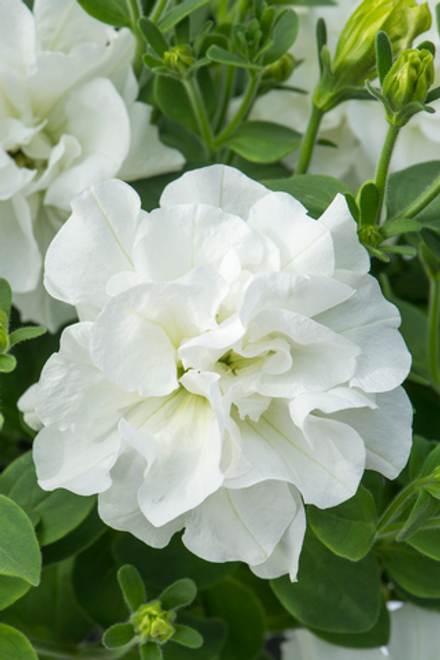 ЕВРО неукор TUMBELINA Diana НЕукоренный черенок (срезы) 10шт НОЯБРЬ поставка 4
