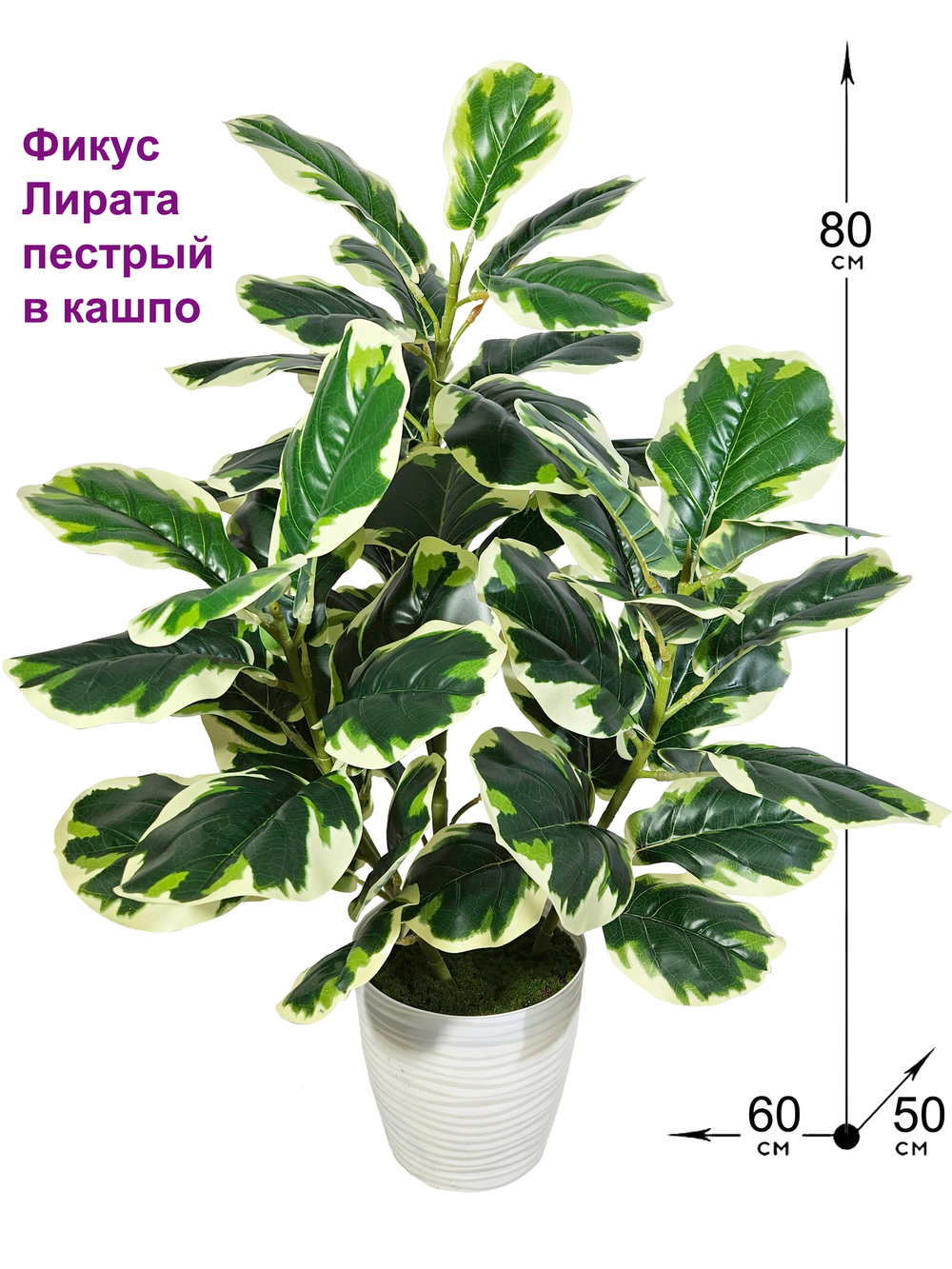 Искусственный фикус Лирата пестрый в кашпо