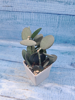 Xerosicyos Danguyi (Ксеросициос)