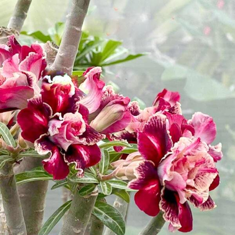 Адениум WIANG PING