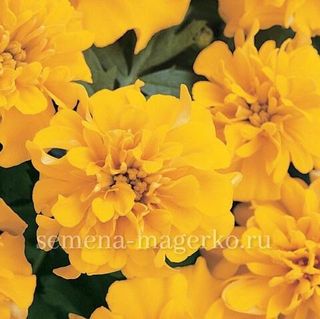 Бархатцы отклоненные Бонанза Еллоу  F1  250 семян