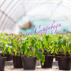 Томат детерминантный черри красный (горшок 0.8 л)