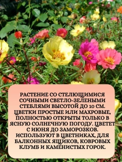 Семена Портулак Смесь окрасок 1 грамм