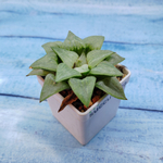 Haworthia Comptoniana Hybride hybrid (Хавортия)