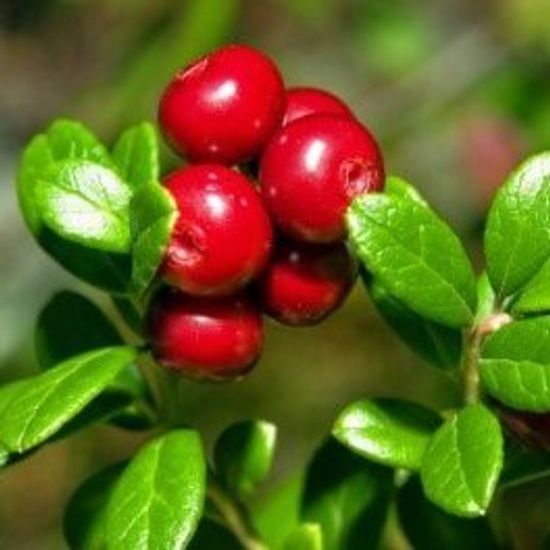 Листья брусники применяют при мочекаменной болезни