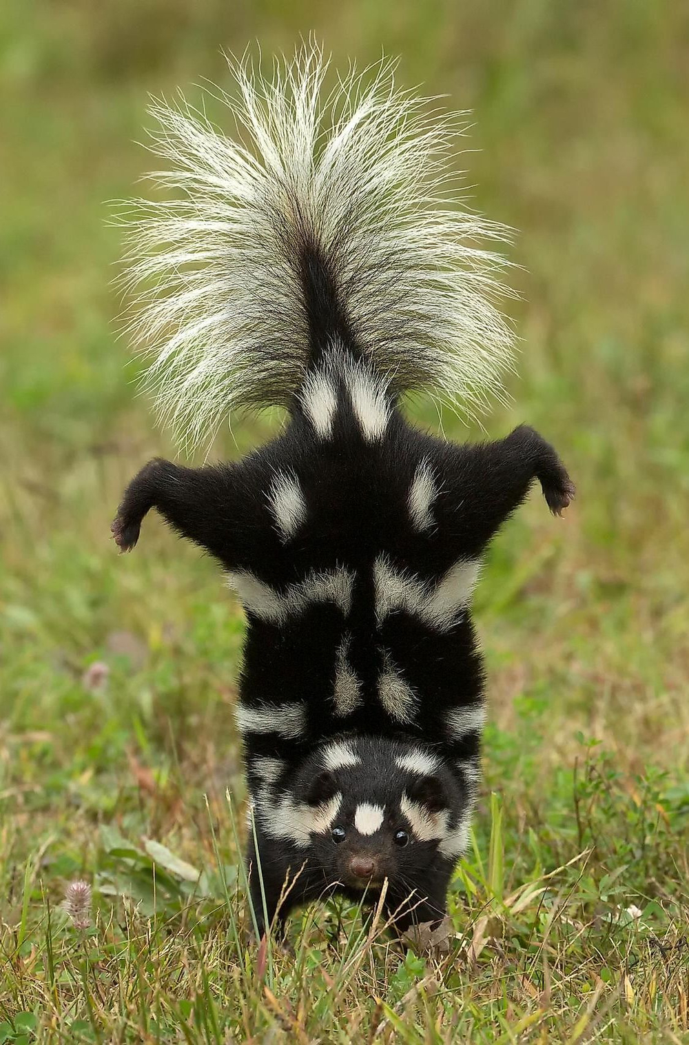 SCATOLE 0,1% IPM / СКАТОЛ CAS 83-34-1