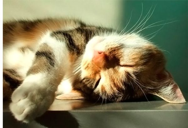 Как защитить кошку от летней жары? Как защитить кошку от летней жары?