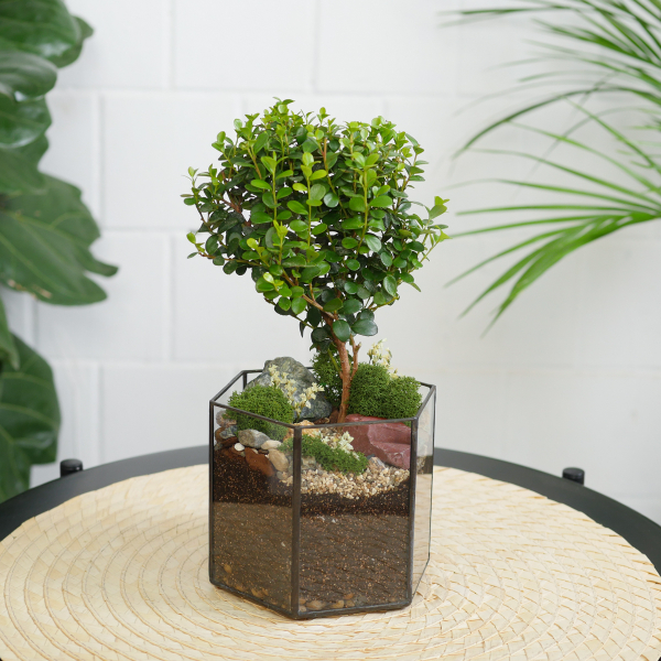 Готовый флорариум бонсай Мирсина в призме