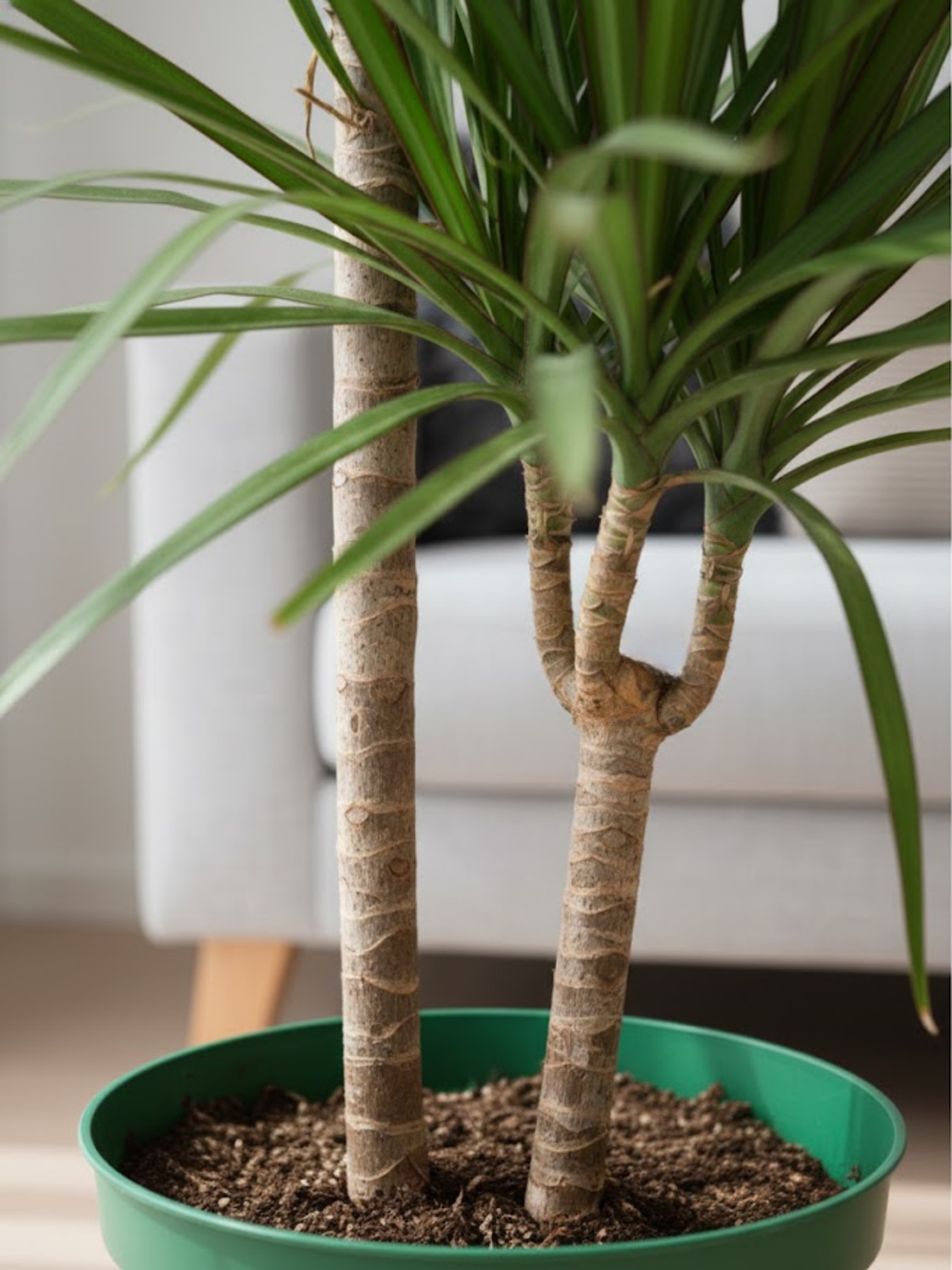 Драцена Маргината д.21