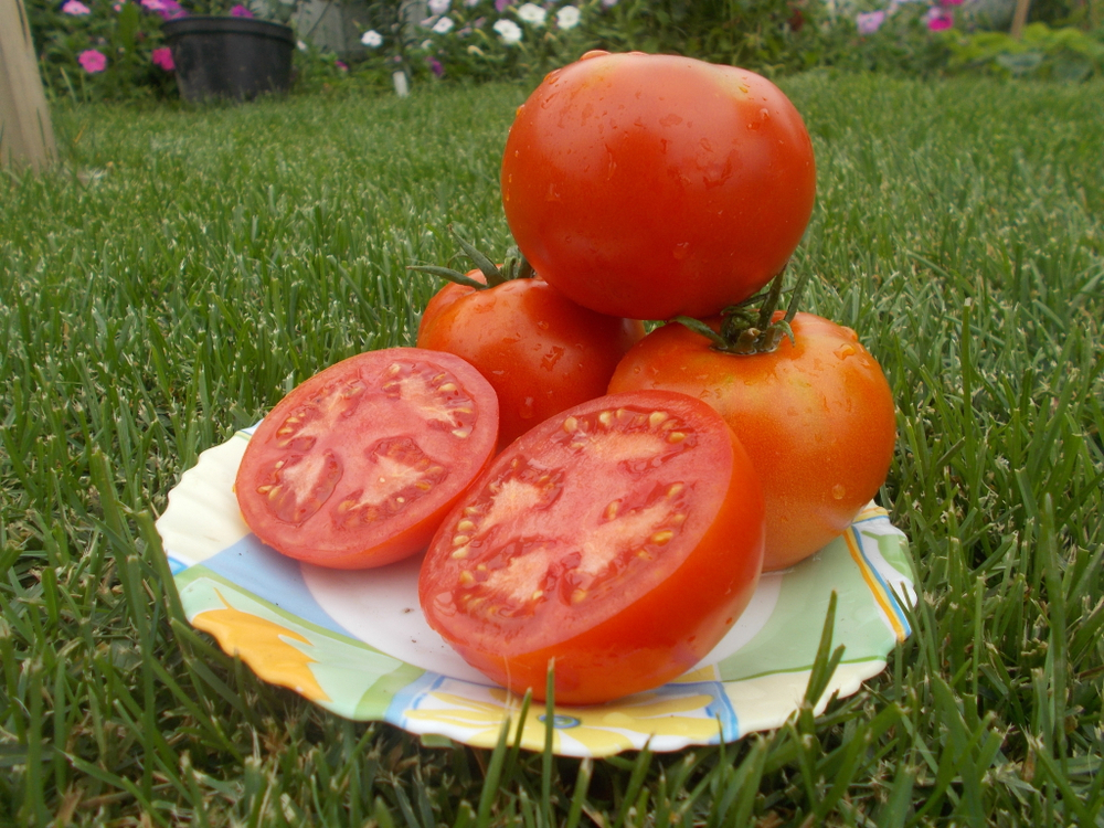 Помидоры Креольский из Нового Орлеана - Creole from New Orleans Tomato