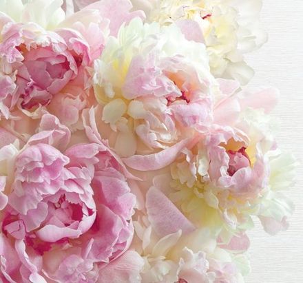 Пионы 291x272 см, люкс