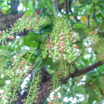 Баррингтония остроконечная – Barringtonia acutangula