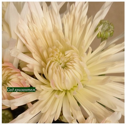 Хризантема мультифлора Белая иголка ☘ м.78 🌿 (отгрузка Сентябрь)