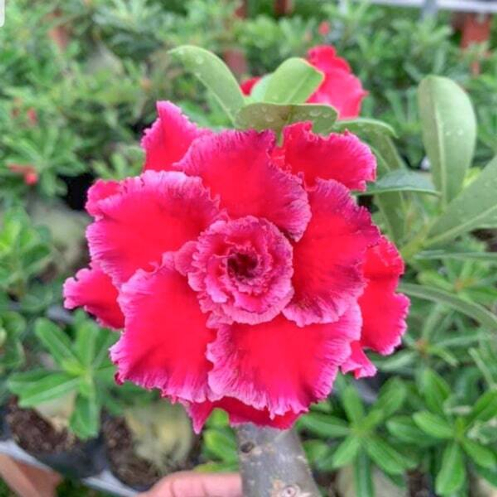 Адениум обесум 099 T1