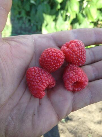 Малина ремонтантная сорт Херитейдж