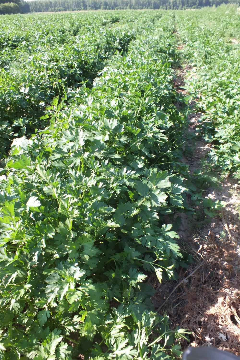 Тайга семена петрушки (Гавриш)