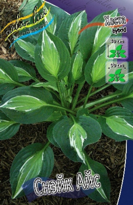 Hosta Snake Eyes