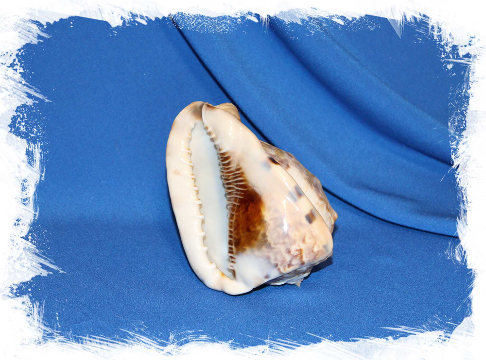 Ракушка Кассис норай (Cassis norai) коллекционная. Купить