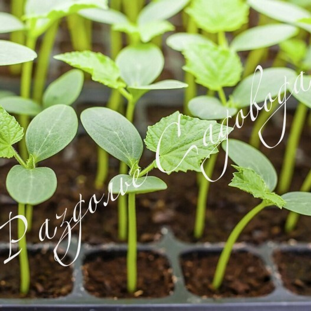 Огурец Апрельский F 1 (цена за 6 штук)