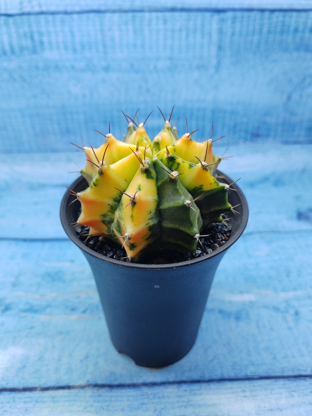 Gymnocalycium Variegata (Гимнокалициум Вариегатный)