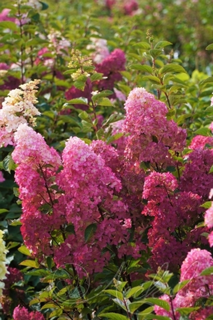 Гортензия метельчатая Fraise Melba