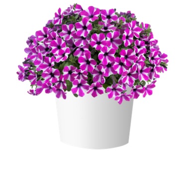 32470 Петуния CAPELLA MAGENTA DIAMOND (ВЕСНА 2025)