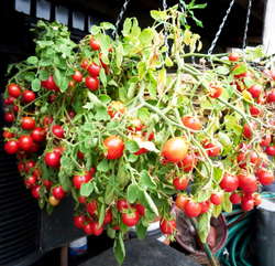 Помидоры для подвесных корзин, ампельные — Garden Pearl