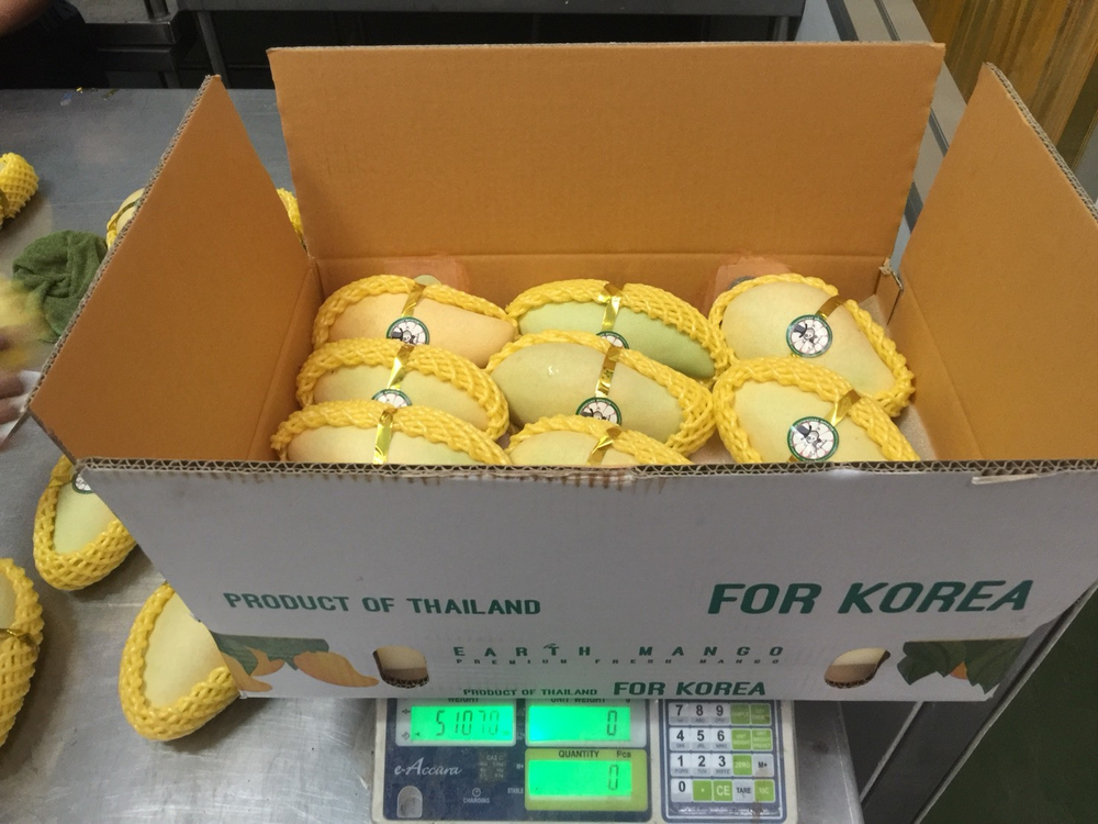 манго из Тайланда. сорт «Нам Док Май»