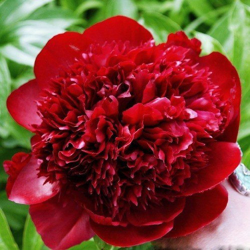 Купить Пионы винные "Red Sharm" от 3шт