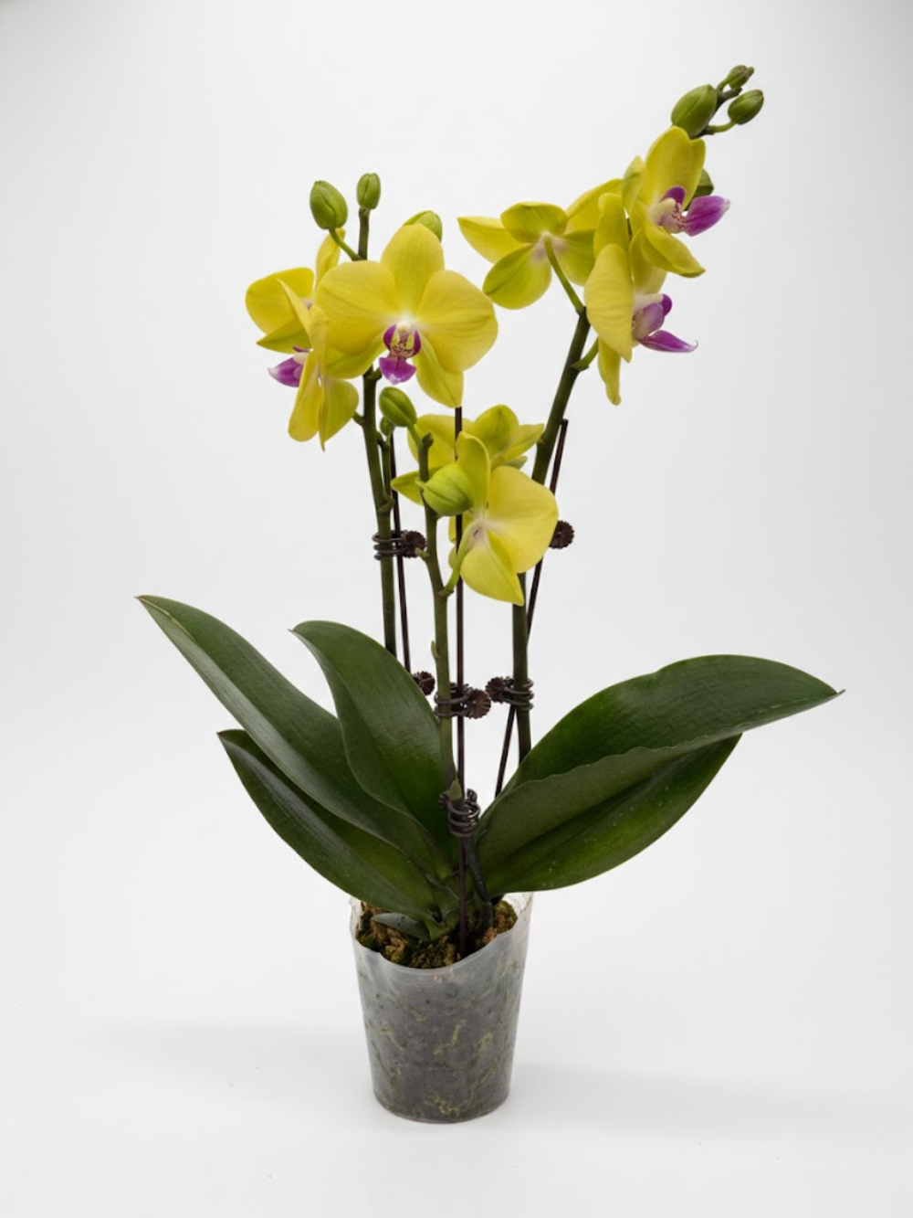 Фаленопсис желтый д.9