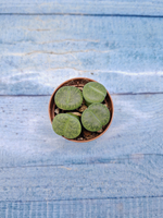 Lithops sp. (Литопсы)