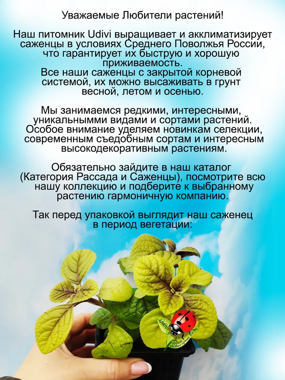 Плектрантус Голд реснитчатый золотой