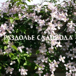 Клематис горный Рубенс