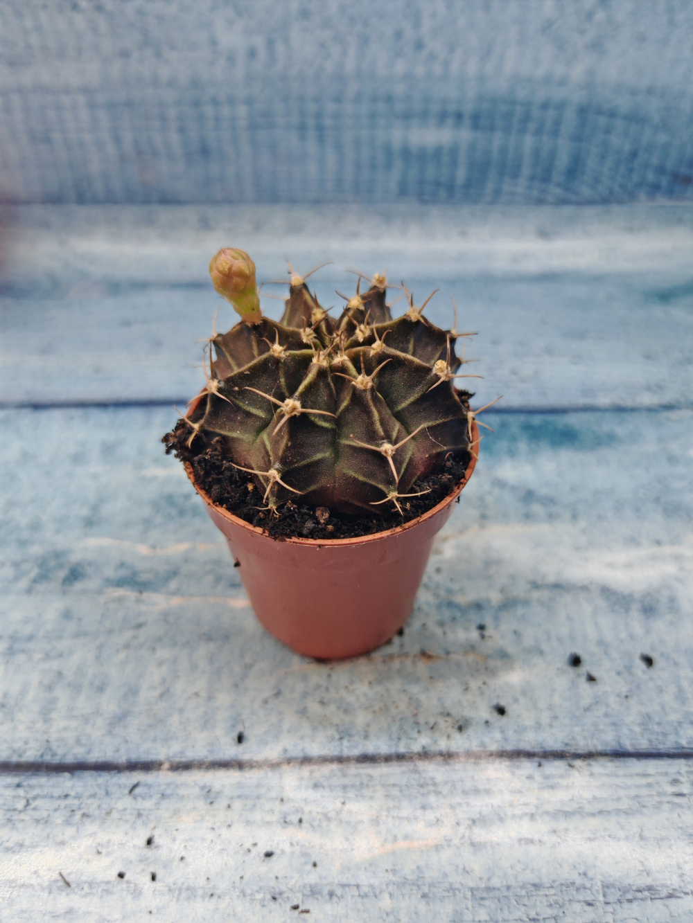 Gymnocalycium Friedrichii (Гимнокалициум)