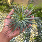 Тилландсия STRICTA SOFT LEAF