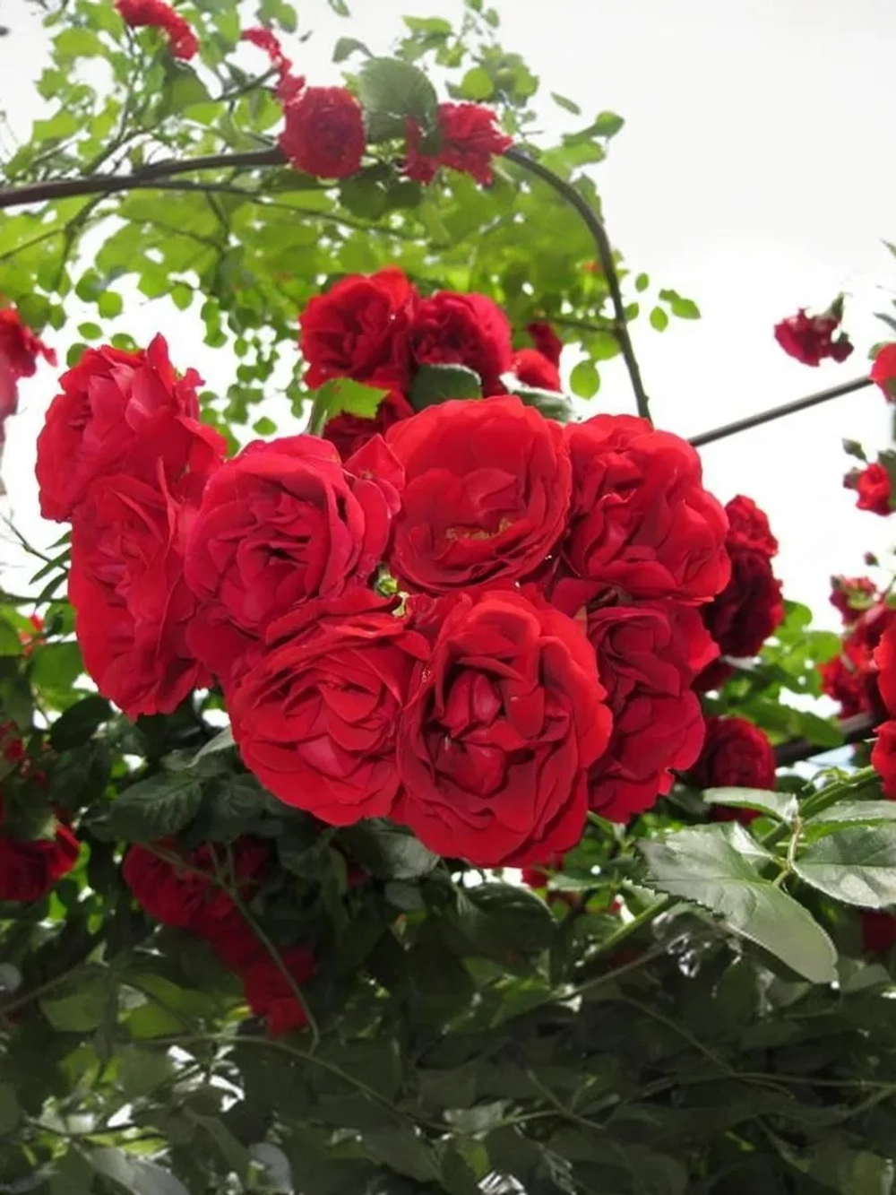 Роза плетистая Симпати