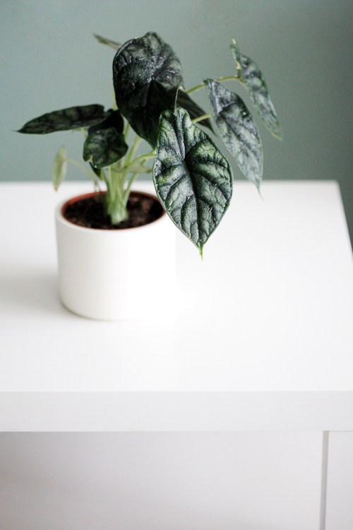 Алоказия Дракон