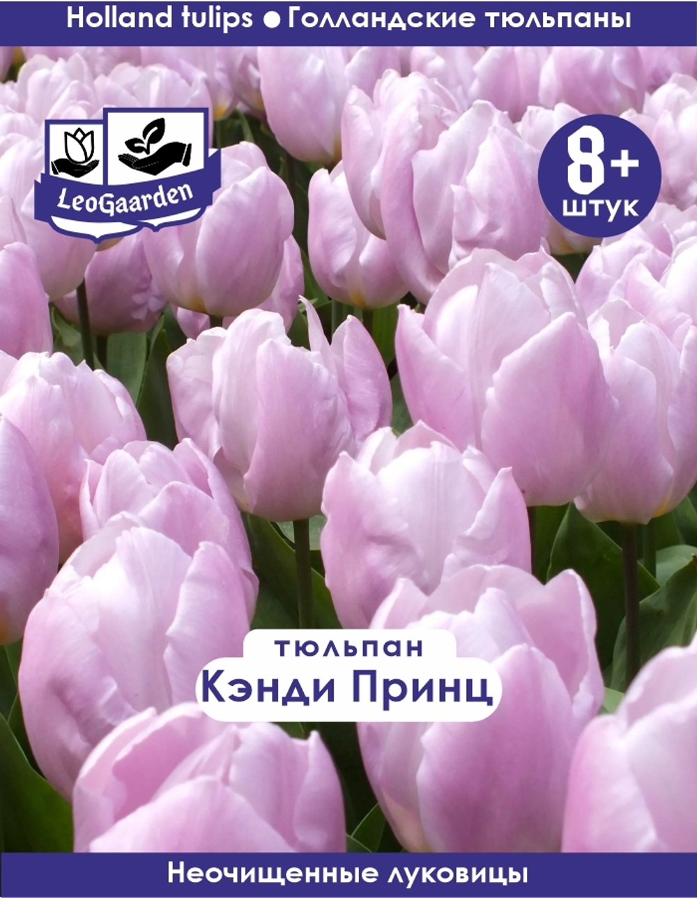Тюльпан Луковица, Кэнди Принц, 8+ шт