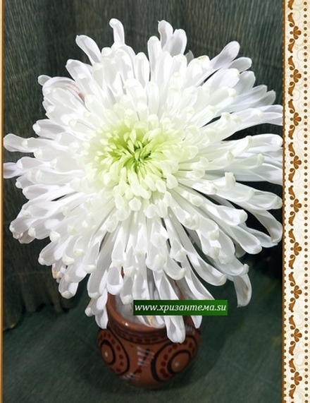 Одноголовая хризантема Фалькон ☘ о.36  (отгрузка  Сентябрь)
