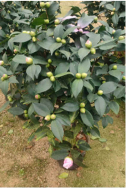 Камелия розовая д. 35