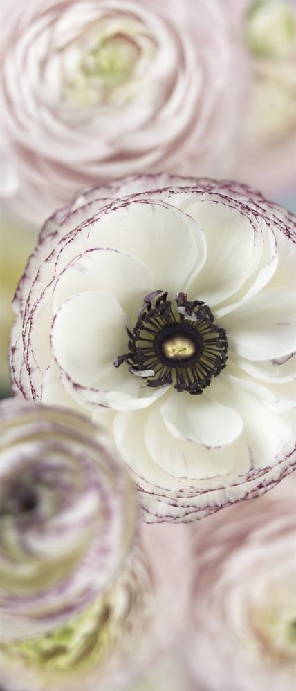 Фотообои 2 Day Dream 92*220см. 2-1884K