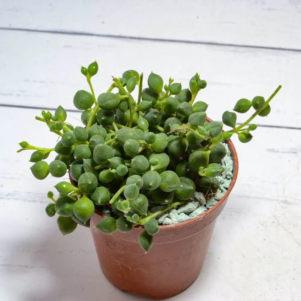 Senecio Rowleyanus (Крестновник Роули)