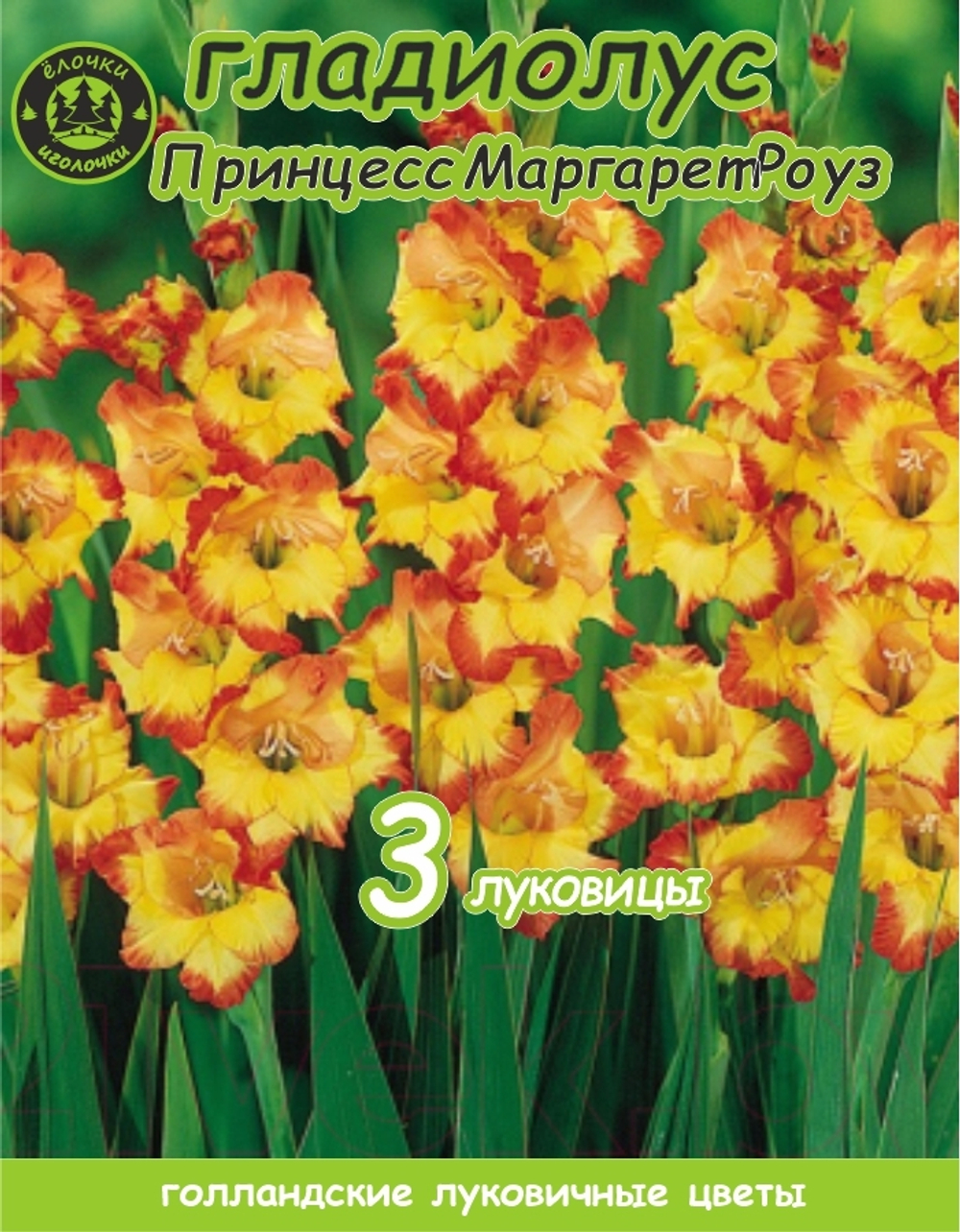 Гладиолус Луковица, Принцесс Маргарет Роуз, 3 шт