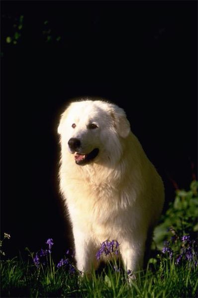 Маремма (мареммоабруццкая овчарка) Маремма (мареммоабруццкая овчарка)