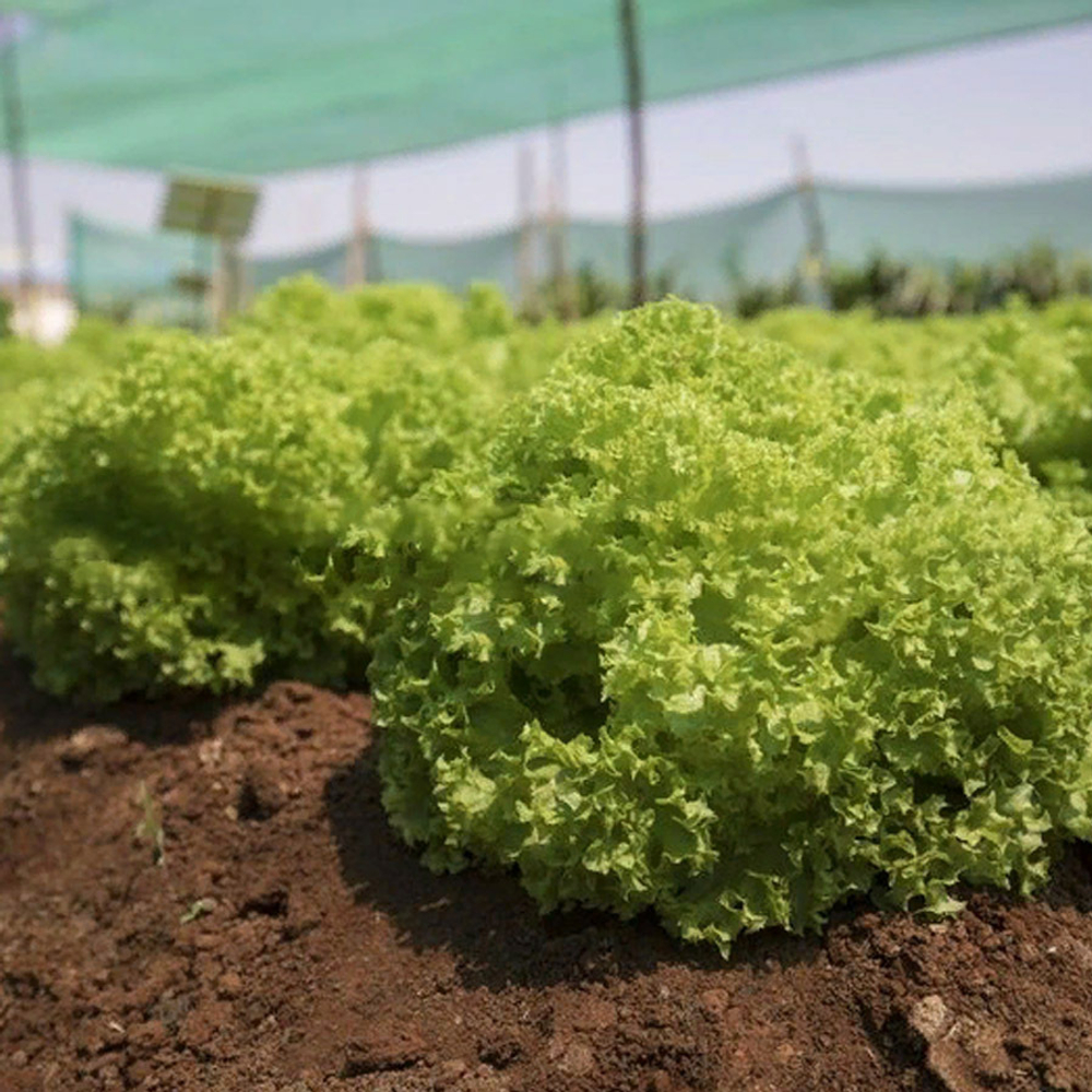 ЛОКАРНО РЗ семена салата лолло блонда (Rijk Zwaan / ALEXAGRO)