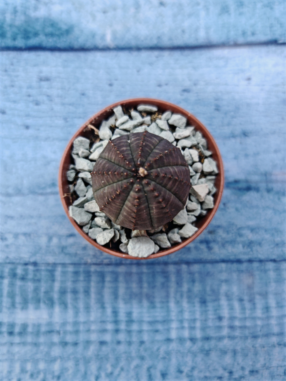 Суккулент Euphorbia Obesa (Эуфорбия)